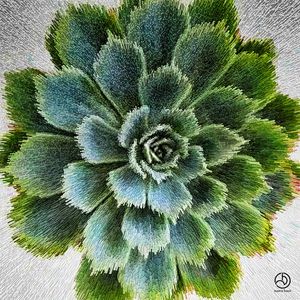 LE CACTUS