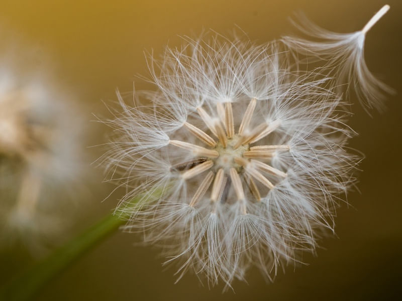 AS MACRO BELEZAS DA NATUREZA