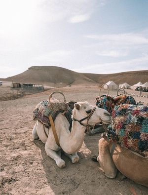 MOROCCAN CAMEL