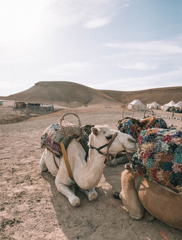 MOROCCAN CAMEL