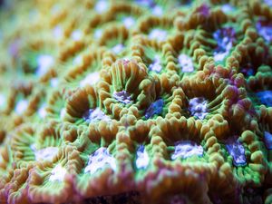 MARINE LIFE SERIES (2)