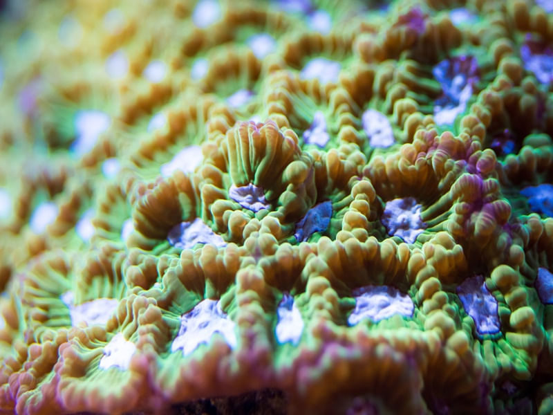 MARINE LIFE SERIES (2)