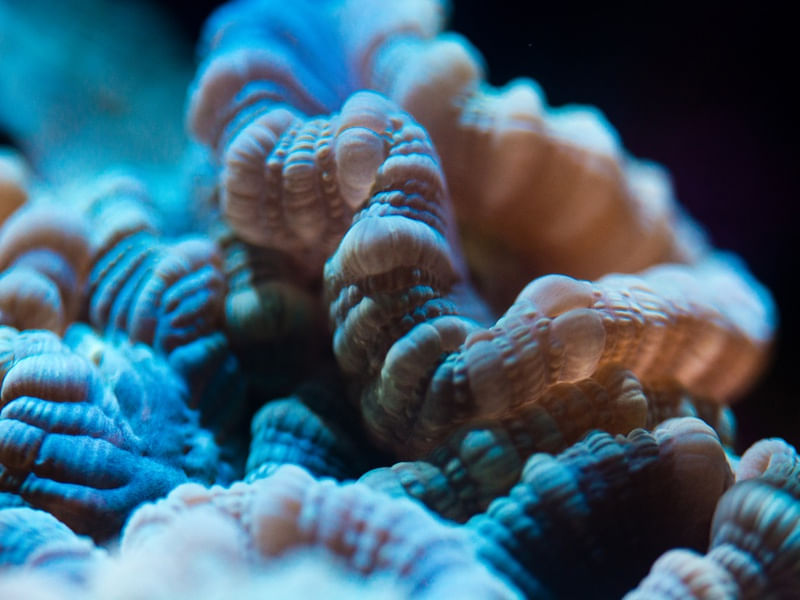 MARINE LIFE SERIES (4)