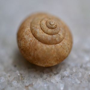 CONCHA DE CARACOL