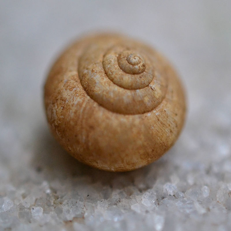 CONCHA DE CARACOL