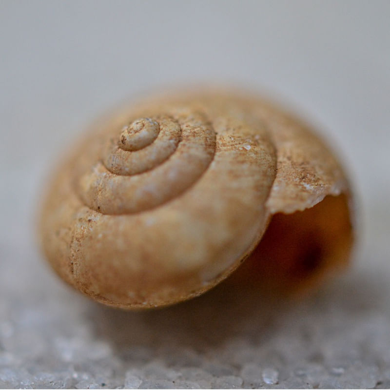 CONCHA DE CARACOL ABANDONADA