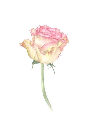 A PRIMEIRA ROSA