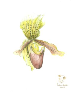 ORQUÍDEA I