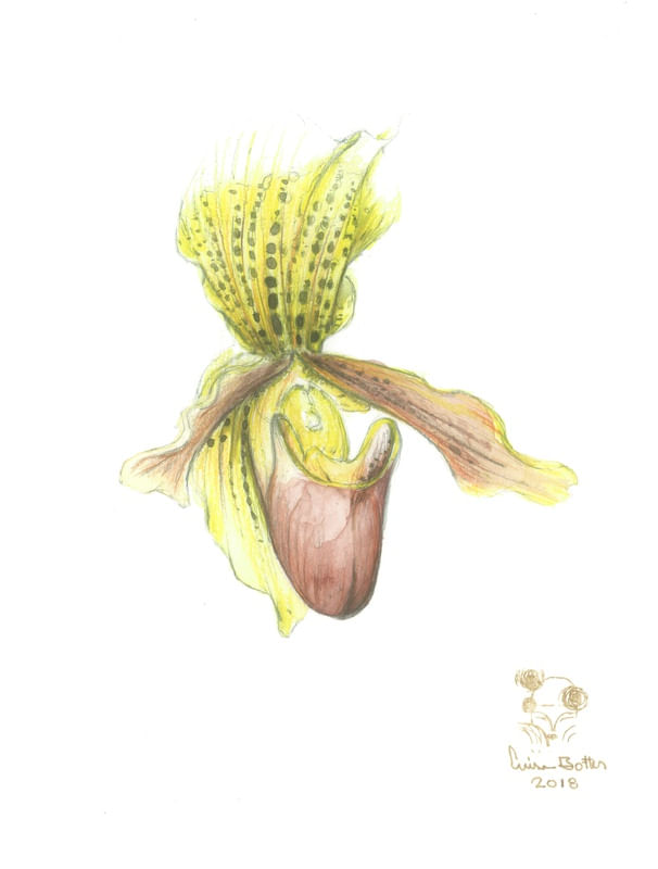 ORQUÍDEA I