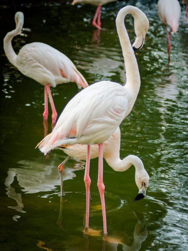 FLAMINGOS 01