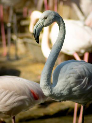 FLAMINGOS 04