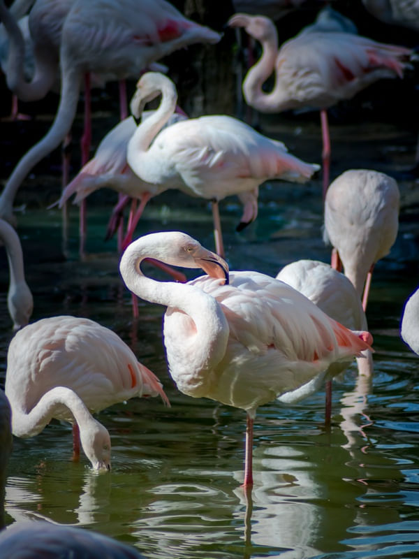 FLAMINGOS 05