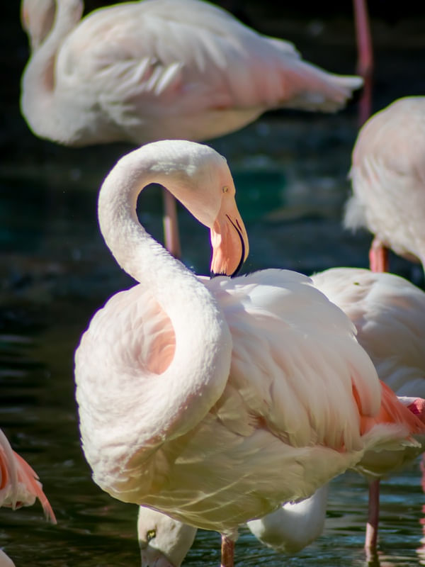 FLAMINGOS 07