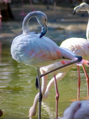 FLAMINGOS 09