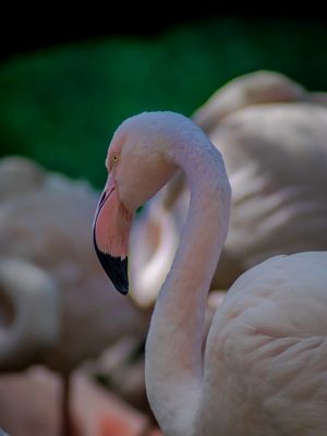 FLAMINGOS 16