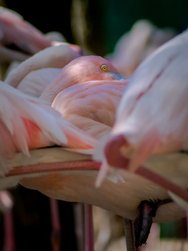 FLAMINGO 17