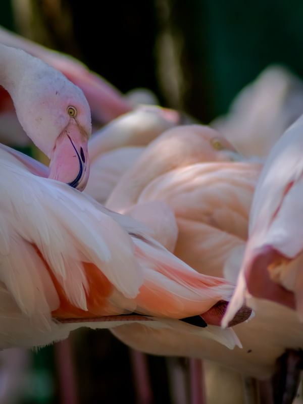 FLAMINGOS 18