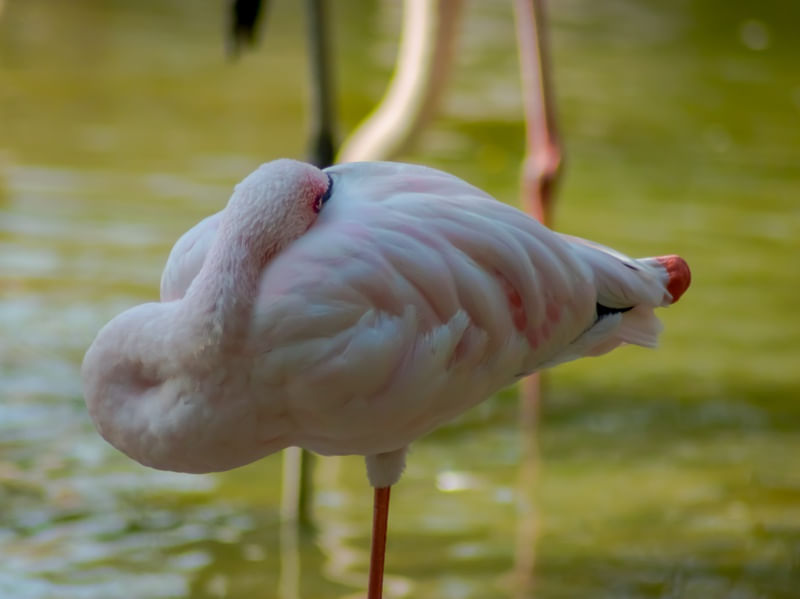 FLAMINGOS 08