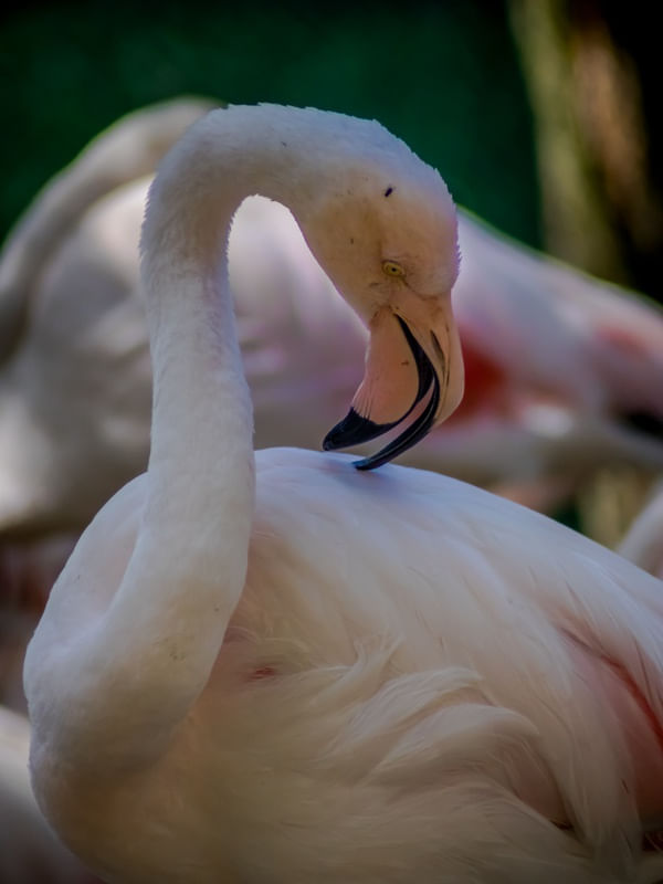 FLAMINGOS 19