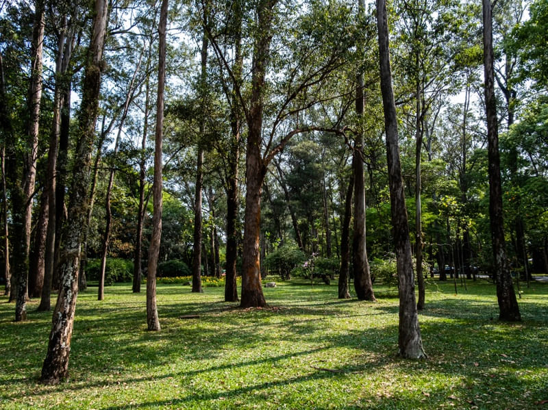 PARQUE IBIRAPUERA