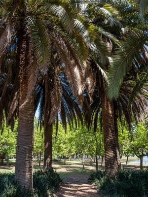 PALMEIRA NO IBIRAPUERA
