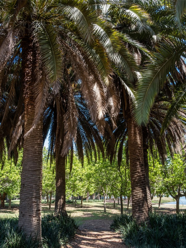 PALMEIRA NO IBIRAPUERA