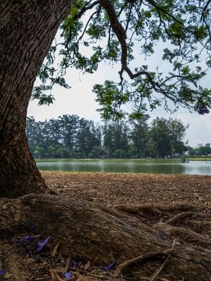 MOLDURA NO PARQUE