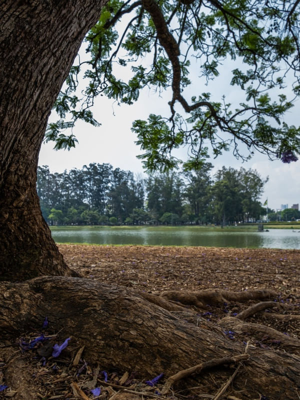 MOLDURA NO PARQUE