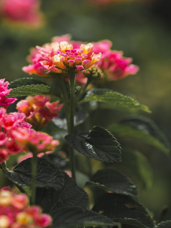FLOR DO VERÃO IV