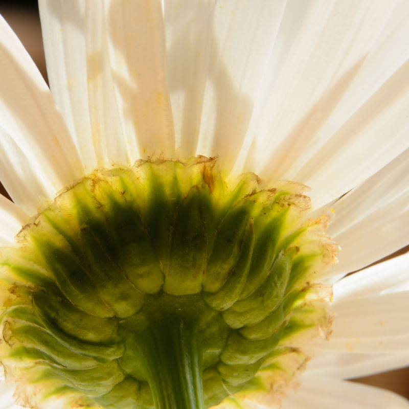 FLOR MARGARIDA