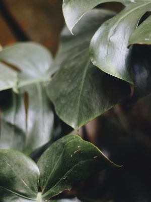 FOLHAS NR