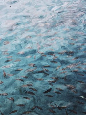 UM INFINITO DE PEIXES