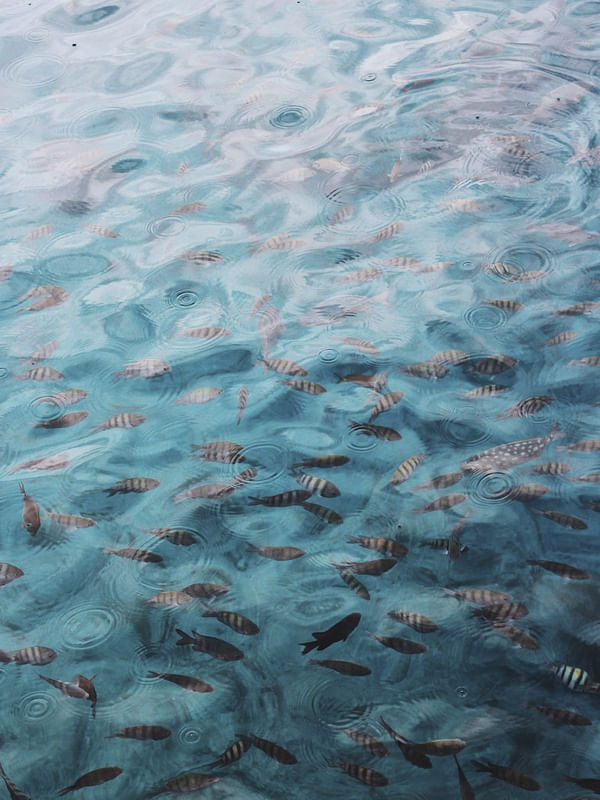 UM INFINITO DE PEIXES