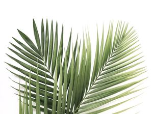 PALM TREE 1