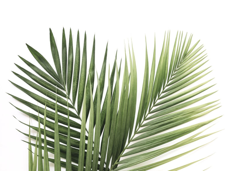 PALM TREE 1