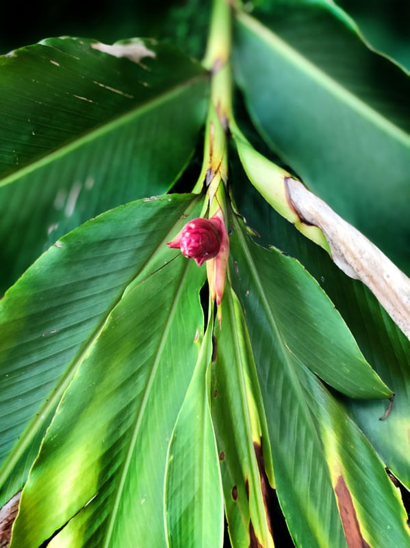 NATURE 01