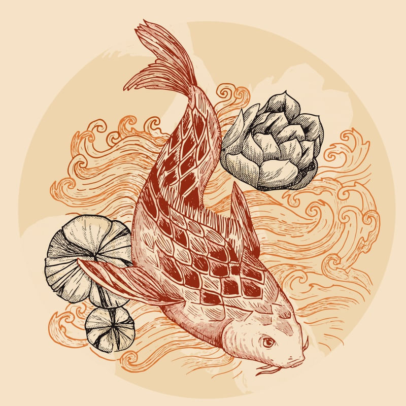 KOI FISH COLORS