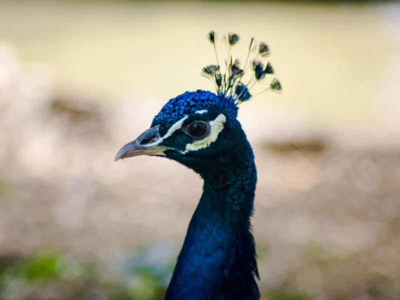 PAVÃO 05