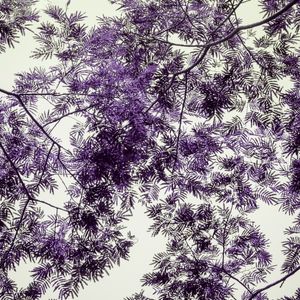 COPA PURPURA