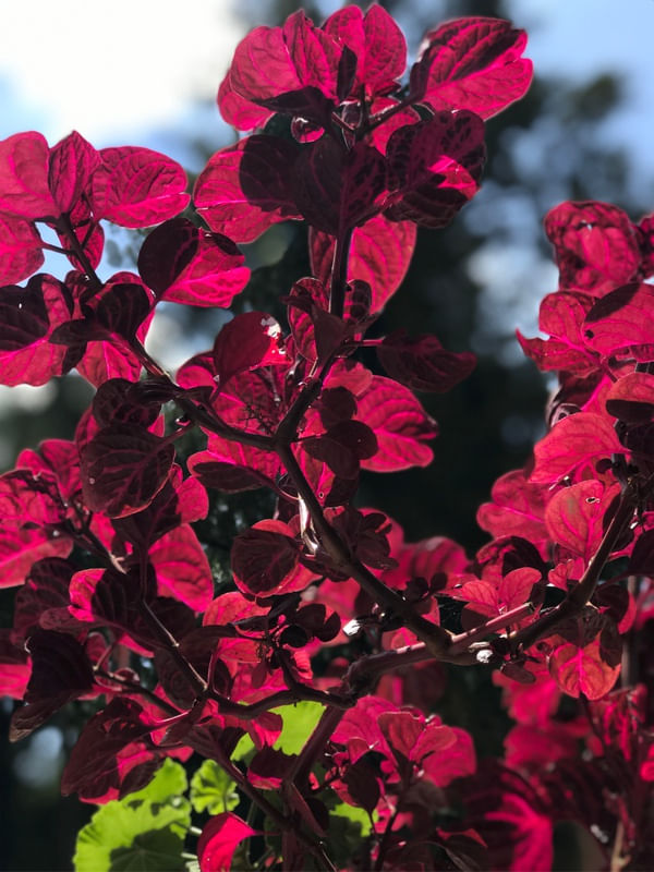 VERMELHO GRENA