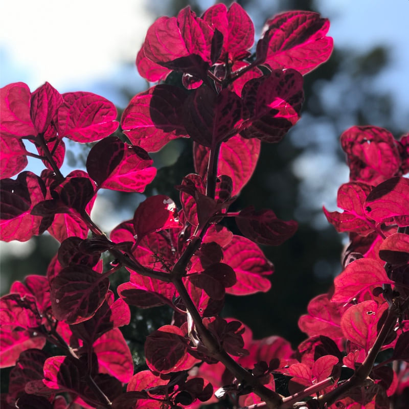 VERMELHO GRENA SQUARE