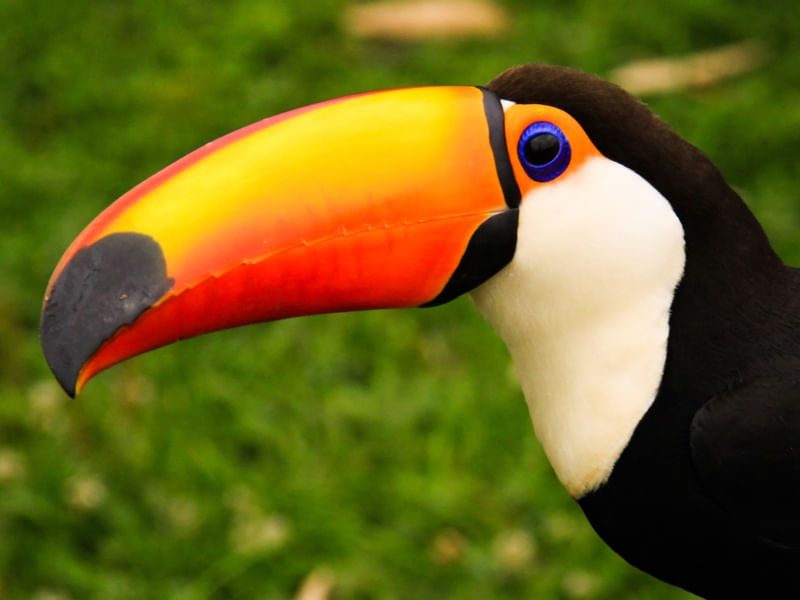 ZOO4