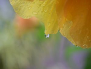 BENDITA CHUVA
