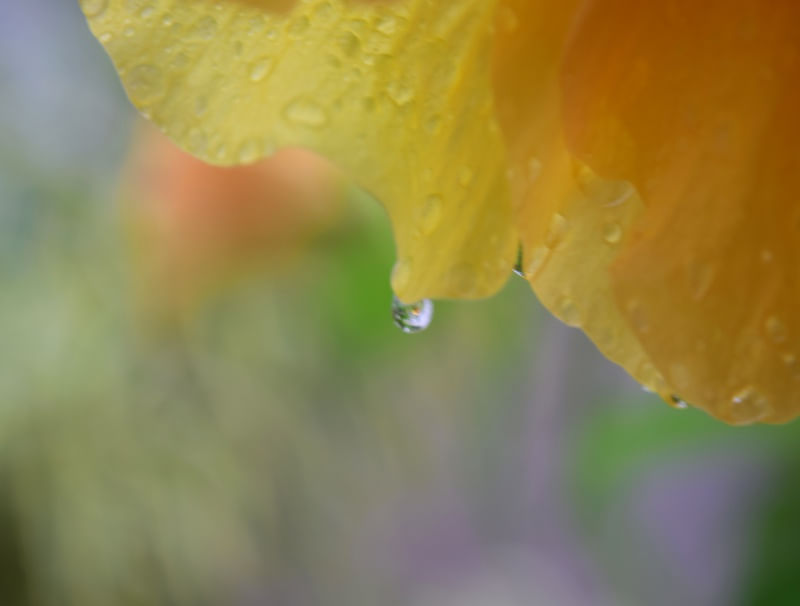 BENDITA CHUVA