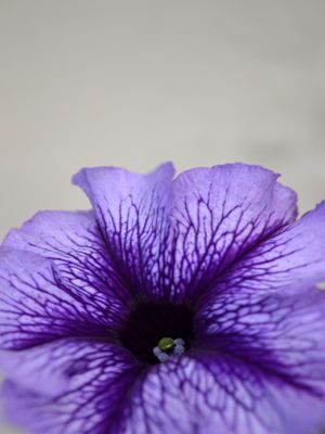 ROXA FLOR