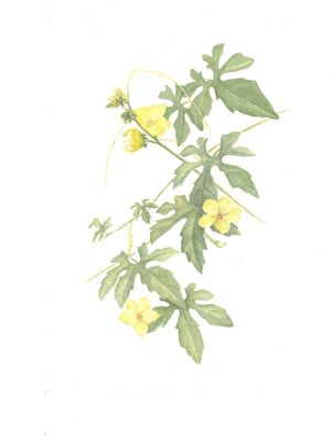 FLORES DO MELÃO-DE-SÃO-CAETANO