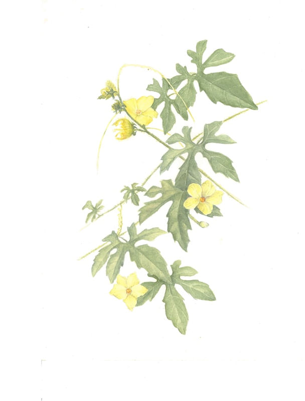 FLORES DO MELÃO-DE-SÃO-CAETANO