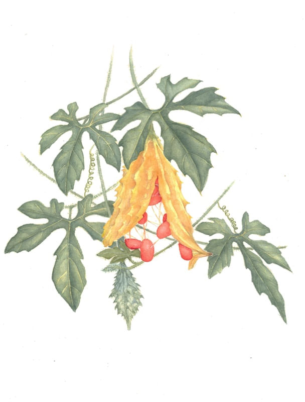 FRUTO DO MELÃO-DE-SÃO-CAETANO