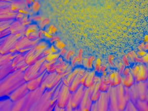 UV LIGHT SERIES SUNFLOWER