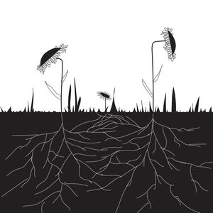 CONEXOESTERRENAS